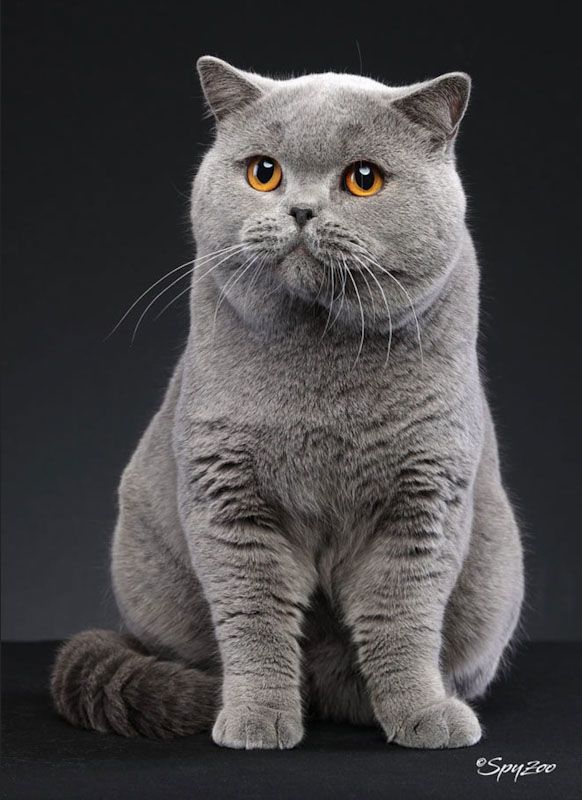 Duke