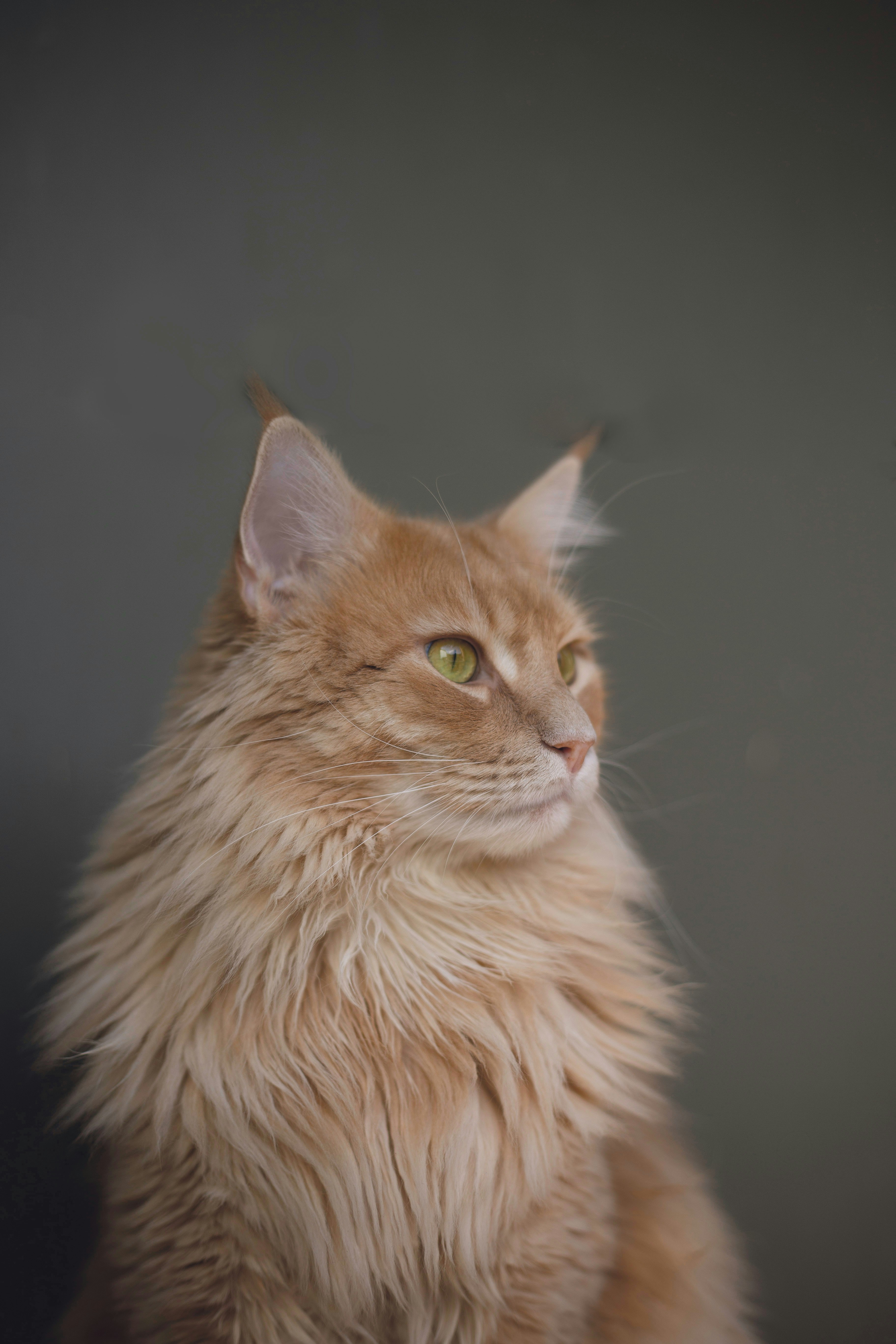 Pet 1
