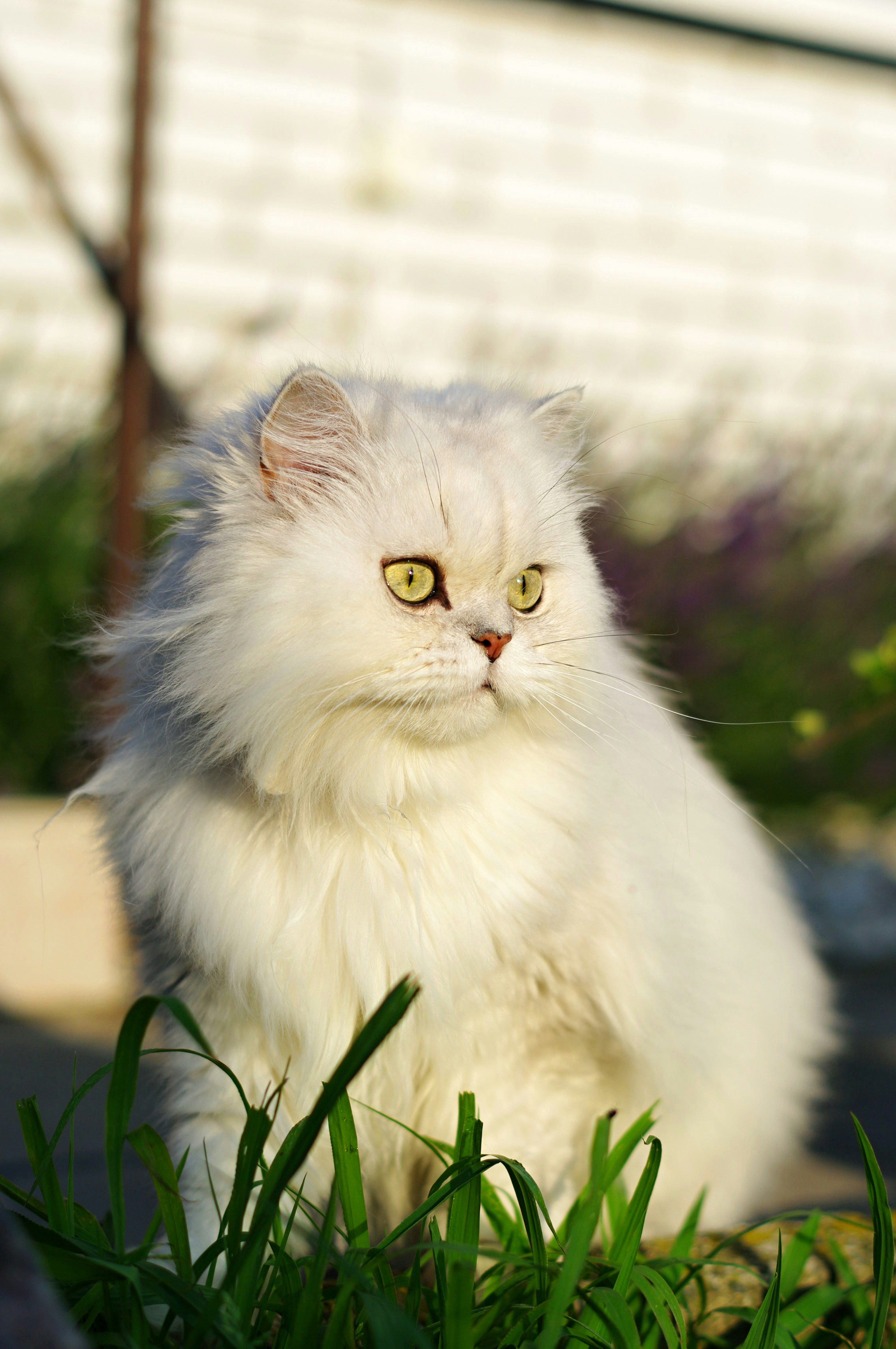 Pet 7